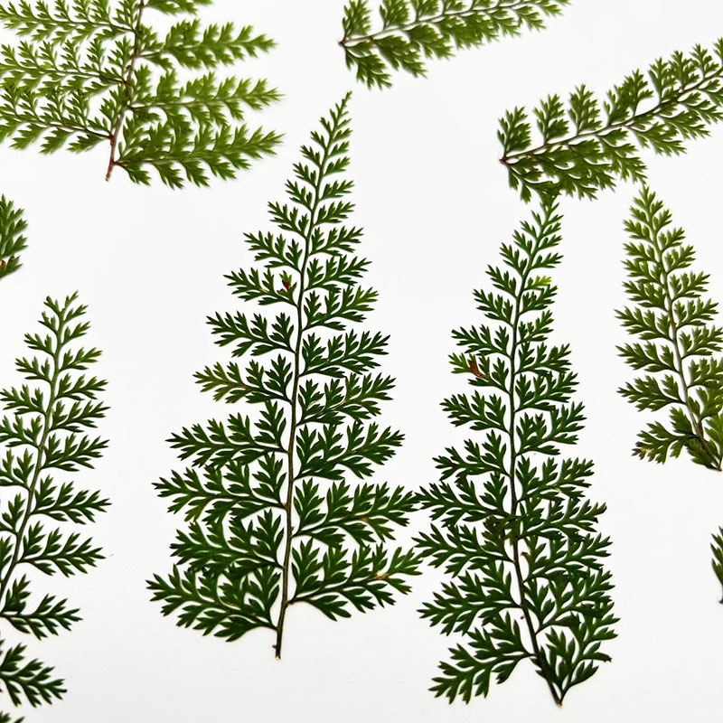 100Pcs Natural Rain Fern Leaf  - đánh giá và giá Resin Craft Ideas