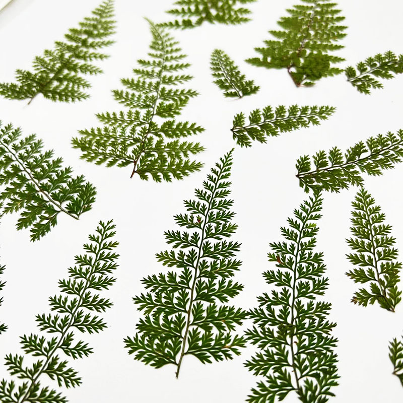 100Pcs Natural Rain Fern Leaf  - đánh giá và giá Resin Craft Ideas